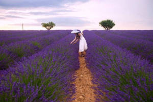 Top 2 Vườn hoa Lavender đẹp nhất tại Đà Lạt