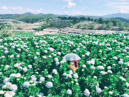 Top 3 Vườn hoa cẩm tú cầu đẹp nhất Đà Lạt