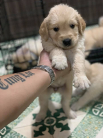 Top 3 địa chỉ mua chó Labrador uy tín tại Việt Nam
