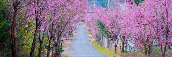 Top 5 Địa điểm ngắm hoa anh đào đẹp nhất Đà Lạt