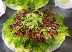 Top 6 Món ăn từ côn trùng lạ nhất Việt Nam